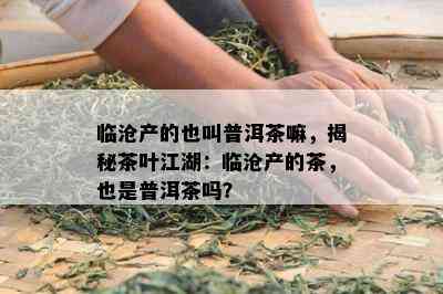 临沧产的也叫普洱茶嘛，揭秘茶叶江湖：临沧产的茶，也是普洱茶吗？