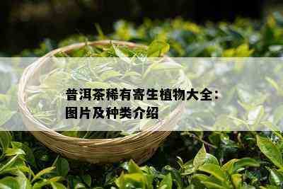 普洱茶稀有寄生植物大全：图片及种类介绍