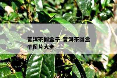 普洱茶圆盒子-普洱茶圆盒子图片大全