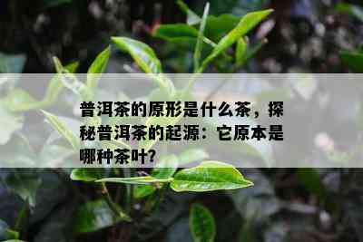 普洱茶的原形是什么茶，探秘普洱茶的起源：它原本是哪种茶叶？