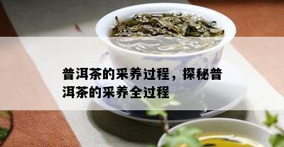 普洱茶的采养过程，探秘普洱茶的采养全过程