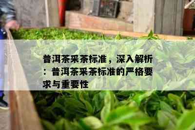 普洱茶采茶标准，深入解析：普洱茶采茶标准的严格请求与关键性