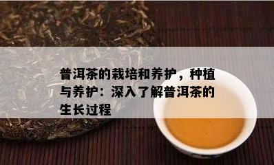 普洱茶的栽培和养护，种植与养护：深入熟悉普洱茶的生长过程