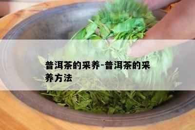 普洱茶的采养-普洱茶的采养方法