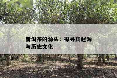 普洱茶的源头：探寻其起源与历史文化