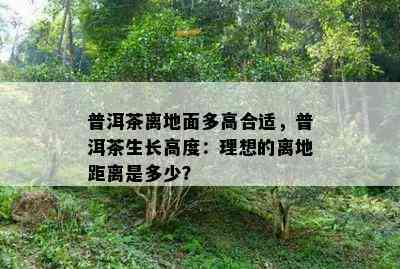 普洱茶离地面多高合适，普洱茶生长高度：理想的离地距离是多少？