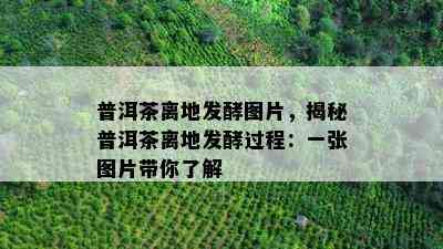 普洱茶离地发酵图片，揭秘普洱茶离地发酵过程：一张图片带你熟悉