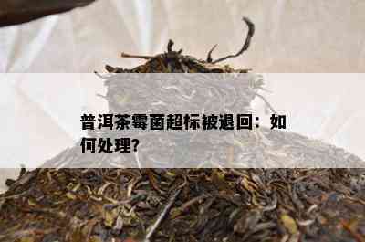 普洱茶霉菌超标被退回：如何处理？