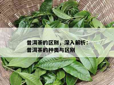 普洱茶的区别，深入解析：普洱茶的种类与区别