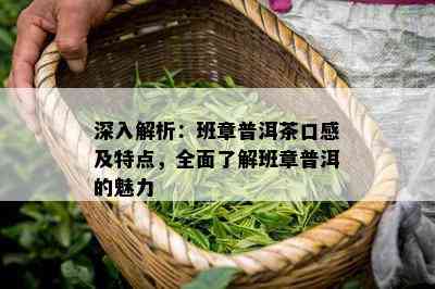 深入解析：班章普洱茶口感及特点，全面了解班章普洱的魅力