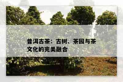 普洱古茶：古树、茶园与茶文化的完美融合