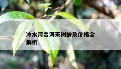 冷水河普洱茶树龄及价格全解析