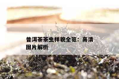 普洱茶茶虫样貌全览：高清图片解析