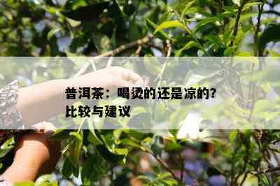 普洱茶：喝烫的还是凉的？比较与建议