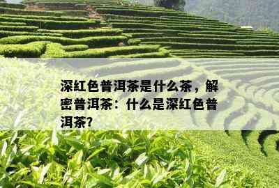 深红色普洱茶是什么茶，解密普洱茶：什么是深红色普洱茶？