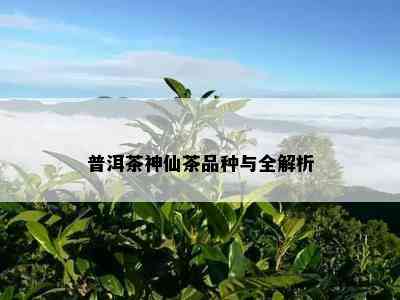 普洱茶神仙茶品种与全解析