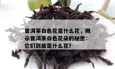 普洱茶白色花是什么花，揭示普洱茶白色花朵的秘密：它们到底是什么花？