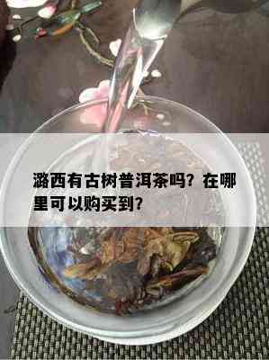 潞西有古树普洱茶吗？在哪里可以购买到？