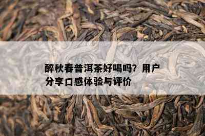 醉秋春普洱茶好喝吗？用户分享口感体验与评价