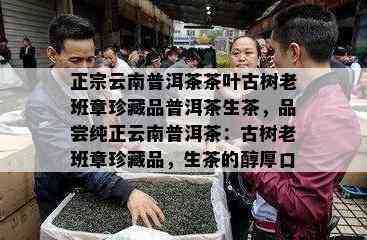 正宗云南普洱茶茶叶古树老班章珍藏品普洱茶生茶，品尝纯正云南普洱茶：古树老班章珍藏品，生茶的醇厚口感