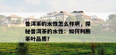 普洱茶的水性怎么样啊，探秘普洱茶的水性：如何判断茶叶品质？