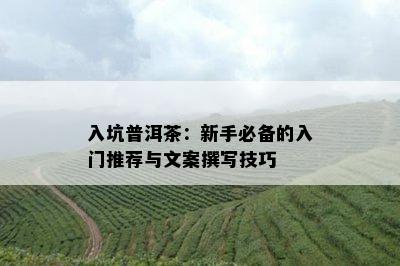 入坑普洱茶：新手必备的入门推荐与文案撰写技巧