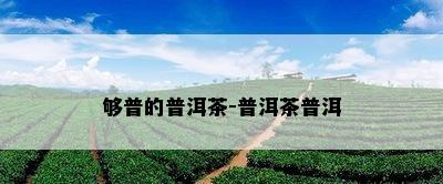 够普的普洱茶-普洱茶普洱