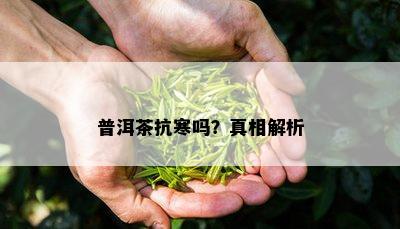 普洱茶抗寒吗？真相解析