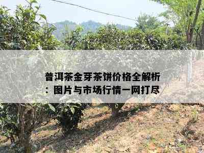 普洱茶金芽茶饼价格全解析：图片与市场行情一网打尽