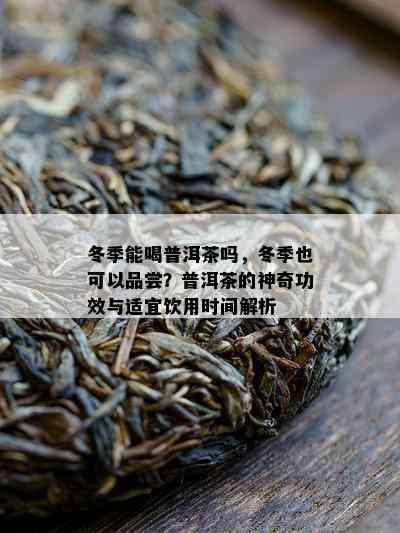 冬季能喝普洱茶吗，冬季也可以品尝？普洱茶的神奇功效与适宜饮用时间解析