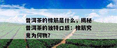 普洱茶的橡筋是什么，揭秘普洱茶的特别口感：橡筋究竟为何物？