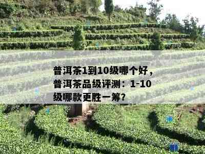 普洱茶1到10级哪个好，普洱茶品级评测：1-10级哪款更胜一筹？