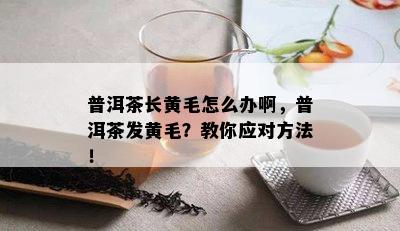 普洱茶长黄毛怎么办啊，普洱茶发黄毛？教你应对方法！