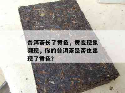 普洱茶长了黄色，黄变现象频现，你的普洱茶是不是也出现了黄色？