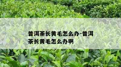 普洱茶长黄毛怎么办-普洱茶长黄毛怎么办啊