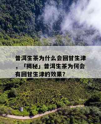 普洱生茶为什么会回甘生津，「揭秘」普洱生茶为何会有回甘生津的效果？