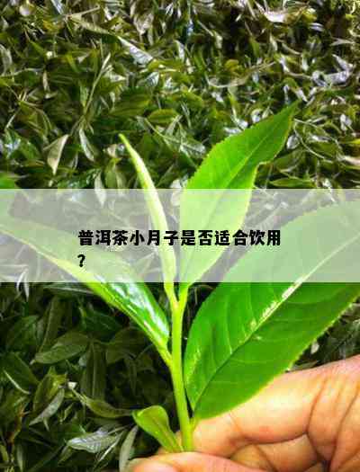 普洱茶小月子是否适合饮用？