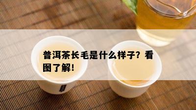 普洱茶长毛是什么样子？看图了解！