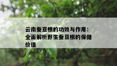 云南蚕豆根的功效与作用：全面解析野生蚕豆根的保健价值