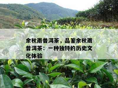 余秋雨普洱茶，品鉴余秋雨普洱茶：一种独特的历史文化体验