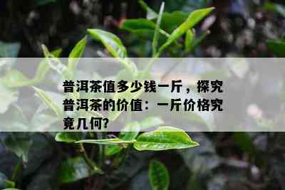 普洱茶值多少钱一斤，探究普洱茶的价值：一斤价格究竟几何？