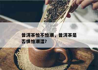 普洱茶怕不怕潮，普洱茶是不是惧怕潮湿？