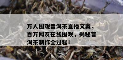 万人围观普洱茶直播文案，百万网友在线围观，揭秘普洱茶制作全过程！