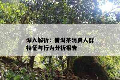 深入解析：普洱茶消费人群特征与行为分析报告