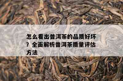 怎么看出普洱茶的品质好坏？全面解析普洱茶品质评估方法