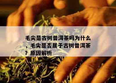 毛尖是古树普洱茶吗为什么，毛尖是否属于古树普洱茶？原因解析