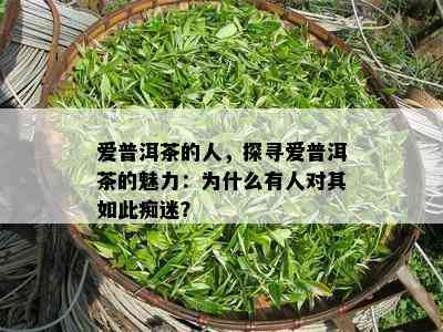 爱普洱茶的人，探寻爱普洱茶的魅力：为什么有人对其如此痴迷？