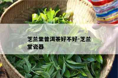 芝兰棠普洱茶好不好-芝兰堂瓷器