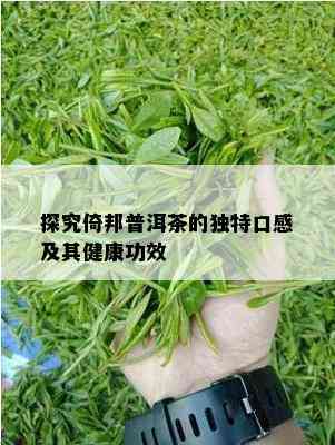 探究倚邦普洱茶的特别口感及其健康功效