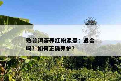 熟普洱茶养红袍泥壶：适合吗？怎样正确养护？